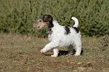 FOX TERRIER 436